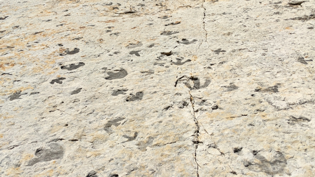 Dinosaur Ridge Tracks